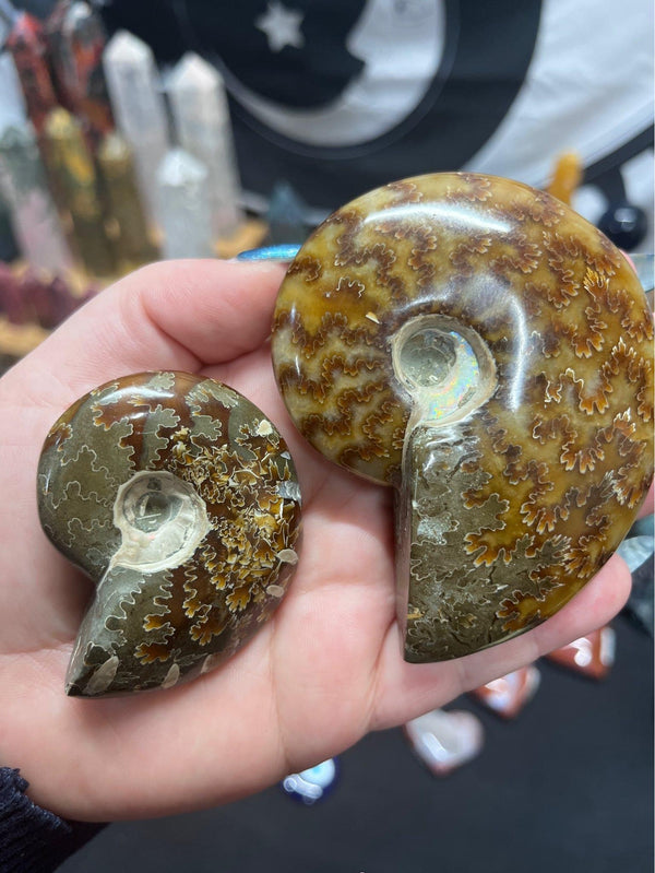 Ammonite