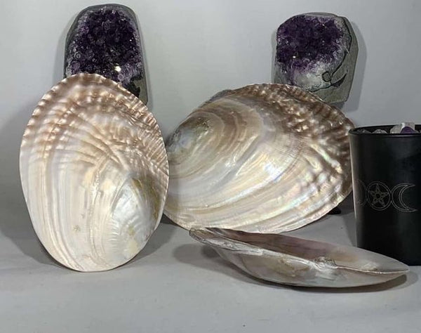 Abalone Shell