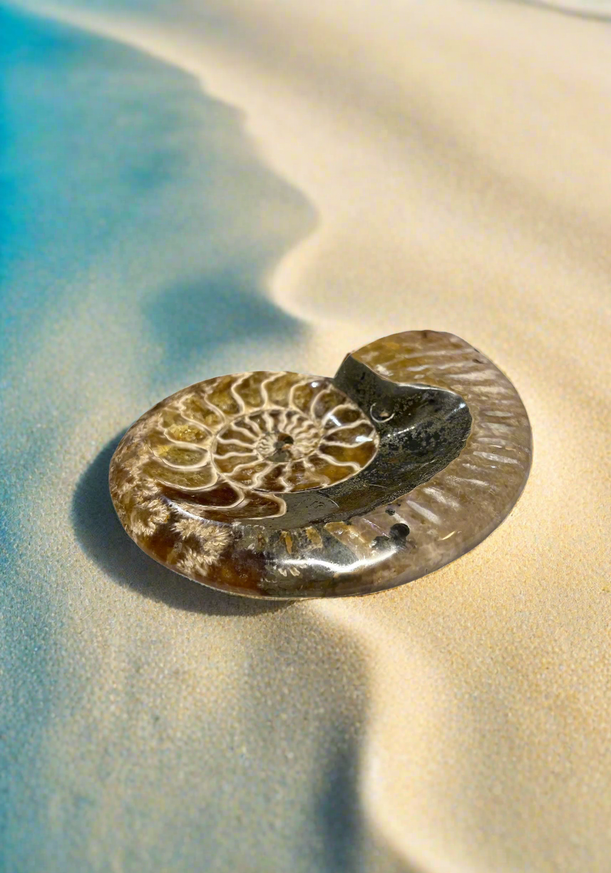 Ammonite Bowls