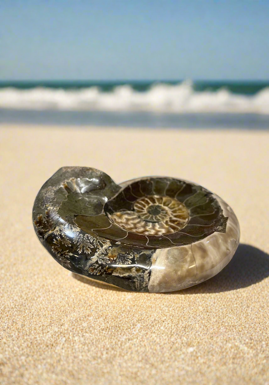 Ammonite Bowls