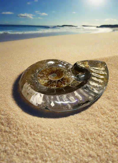 Ammonite Bowls