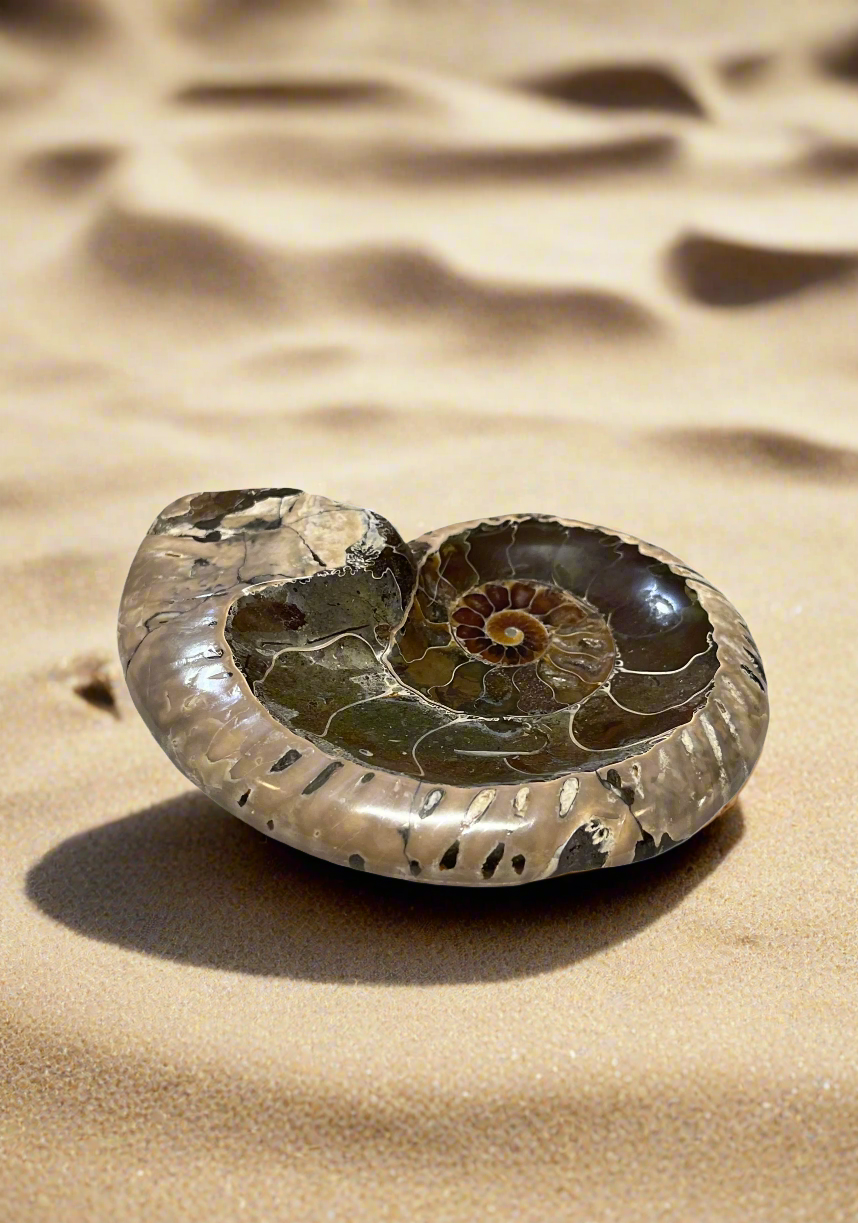 Ammonite Bowls