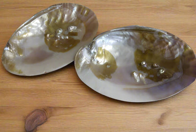 Abalone Shells